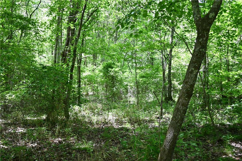 1 Wilson Road Temple, GA 30179 - Photo 24 of 88 a view of a lush green forest