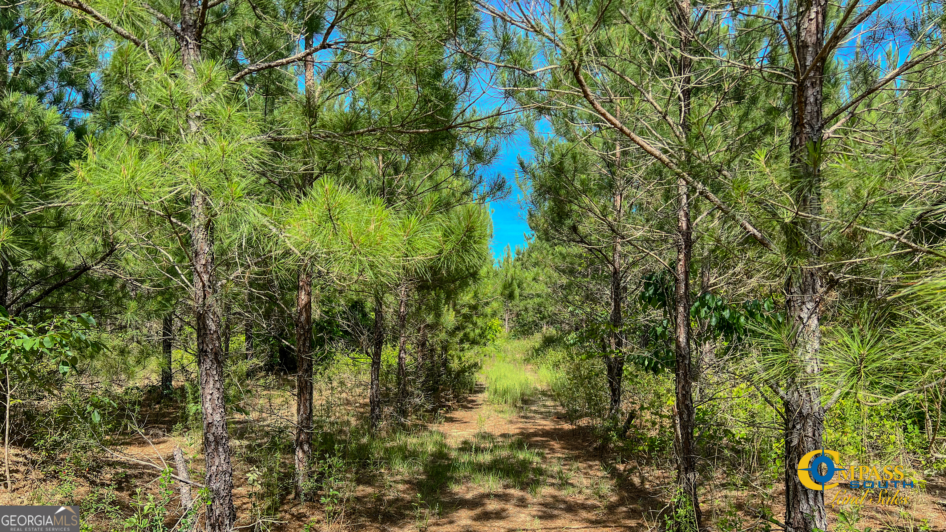 0 Montgomery Road Mauk, GA 31058 - Photo 6 of 8