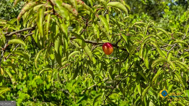 $243,823 | 0 Montgomery Road, Mauk, GA 31058