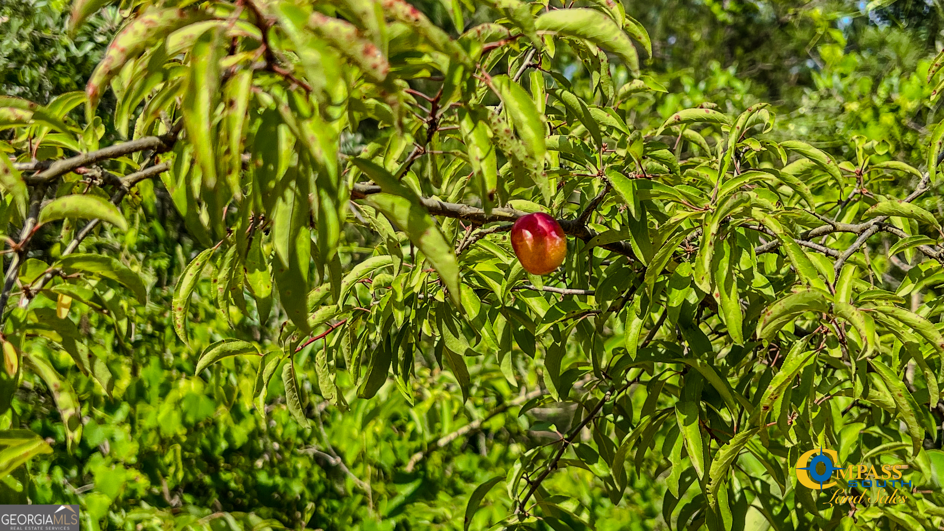 0 Montgomery Road Mauk, GA 31058 - Photo 8 of 8