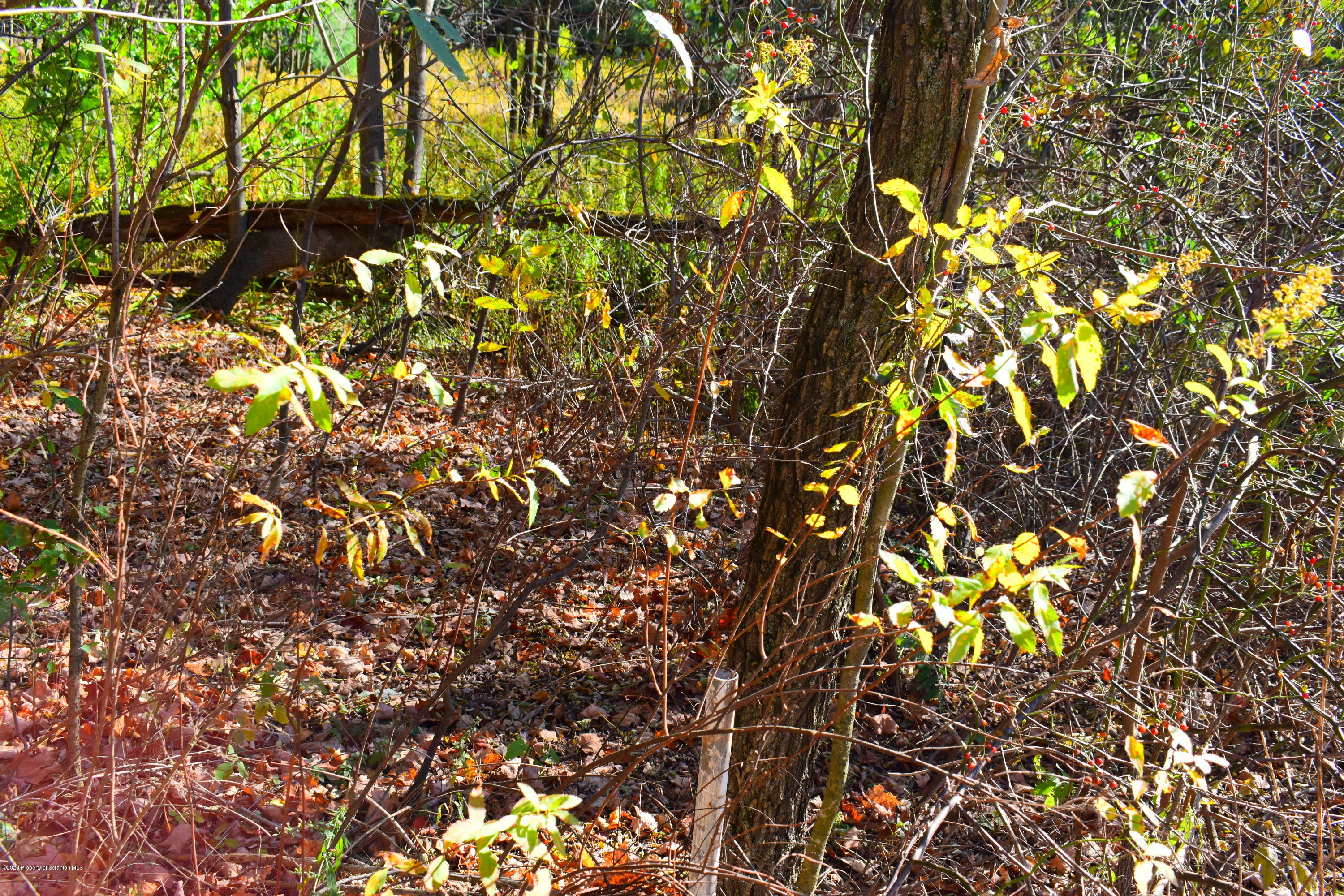 Rice Road New Milford, PA 18834 - Photo 4 of 12 Woods