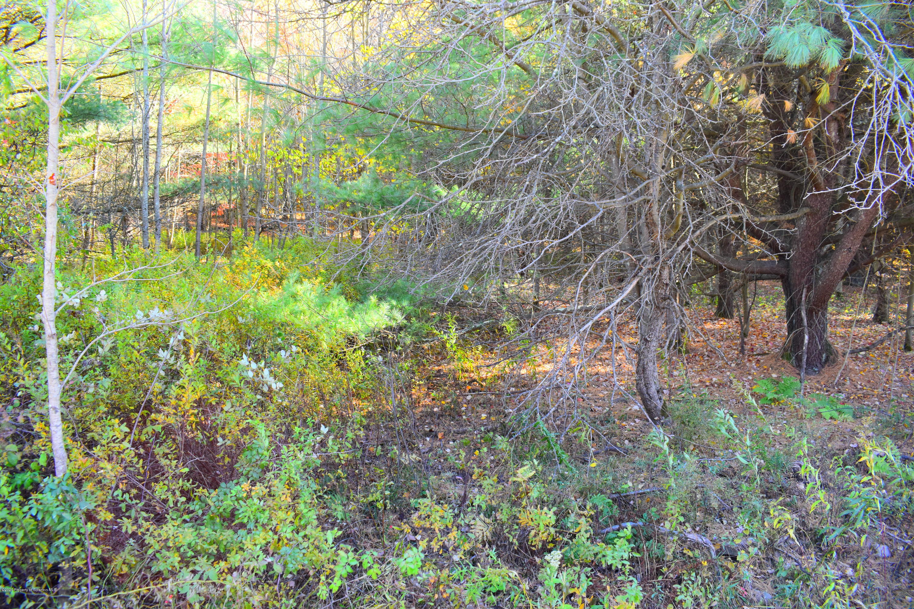 Rice Road New Milford, PA 18834 - Photo 10 of 12 Woods