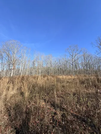 a view of a yard with trees