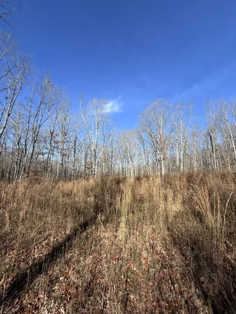 a view of outdoor space with trees