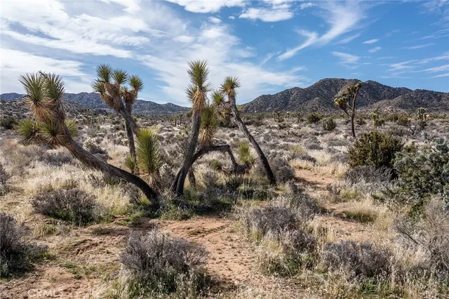 a front view of a house with garden and plants