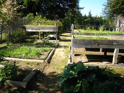 12995 Occidental Road Sebastopol, CA 95472 - Photo 11 of 12 Raised vegetable beds with drip system.