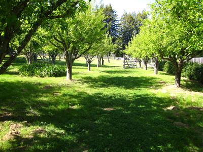 12995 Occidental Road Sebastopol, CA 95472 - Photo 8 of 12 Apple orchard looking down toward the separately fenced pasture.