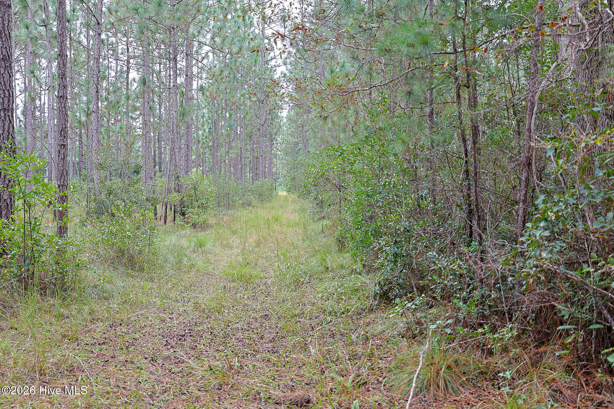 10.57-ac Egypt Road Northwest Ash, NC 28420 - Photo 15 of 21 Egypt Road, Brunswick County, NC-09
