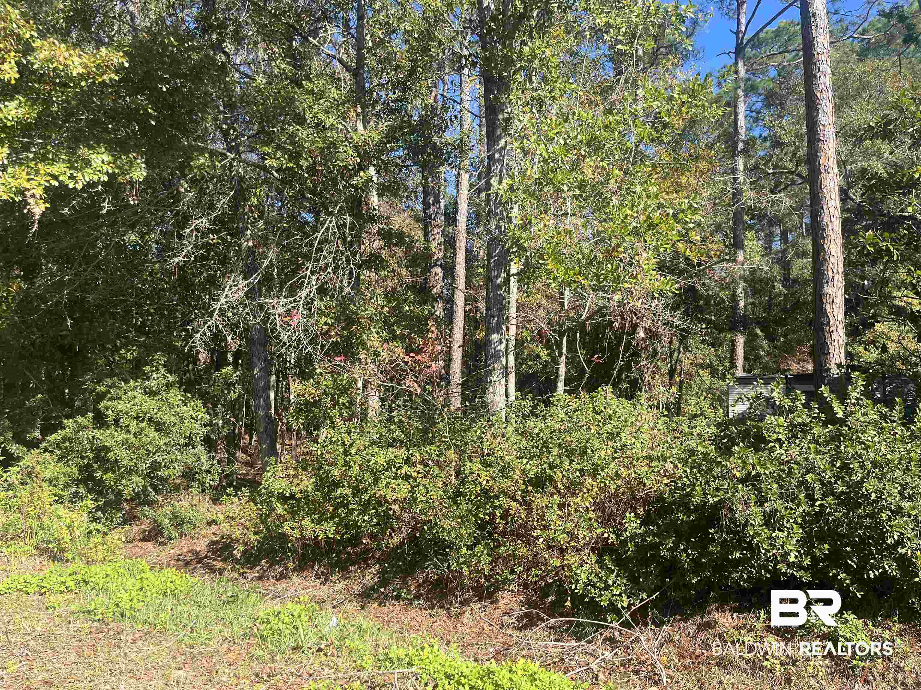 0 Bayou Cypress Road Coden, AL 36523 - Photo 2 of 2 View of wooded area
