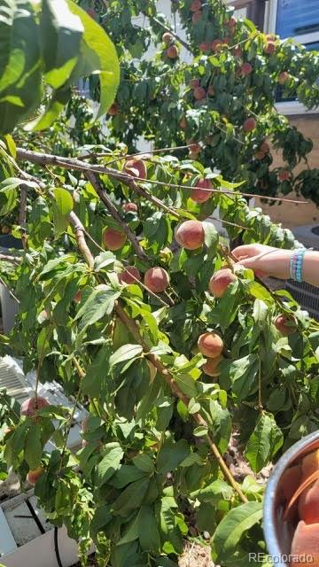 640 Pacific Avenue Fort Lupton, CO 80621 - Photo 23 of 30