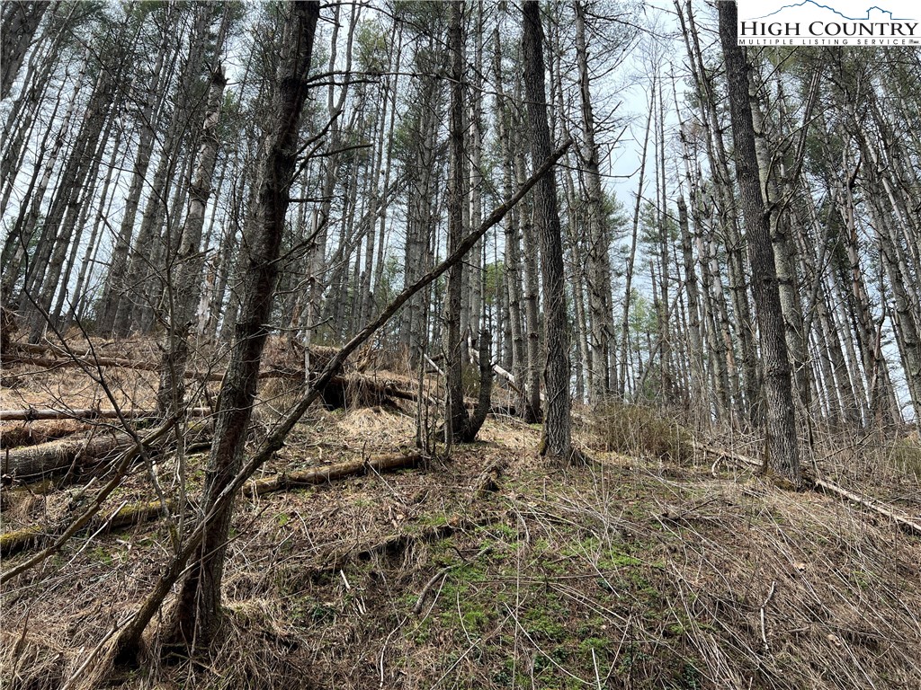 No # Edna Perry Road Crumpler, NC 28617 - Photo 5 of 6 a view of a yard with large trees