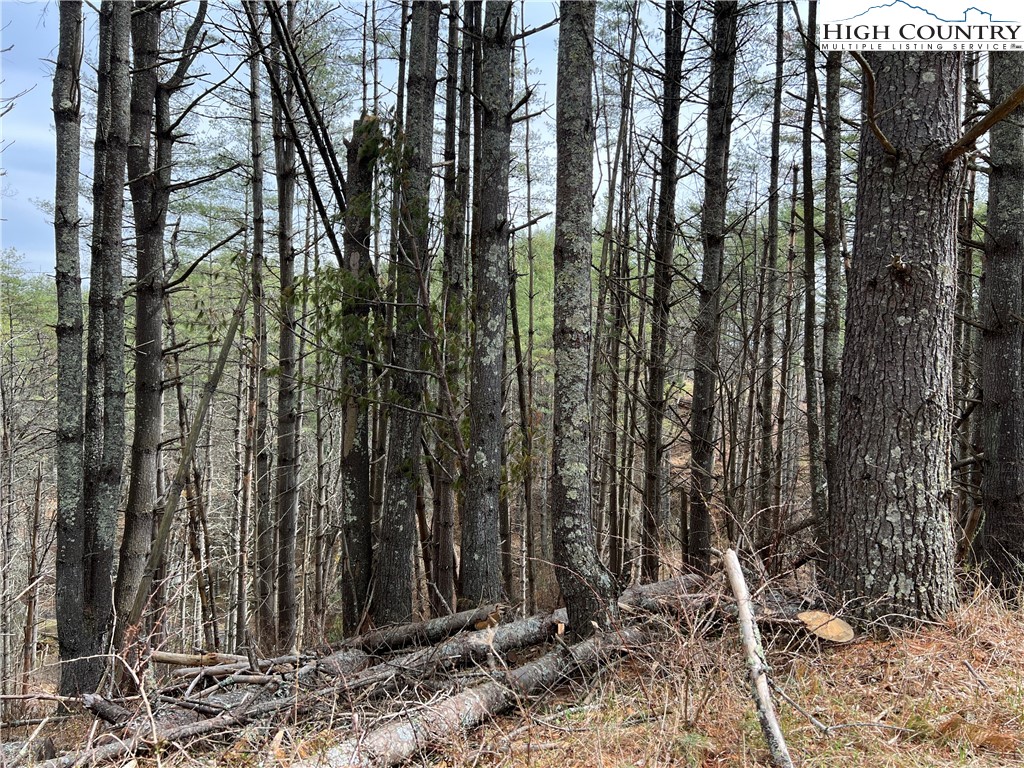 No # Edna Perry Road Crumpler, NC 28617 - Photo 7 of 8