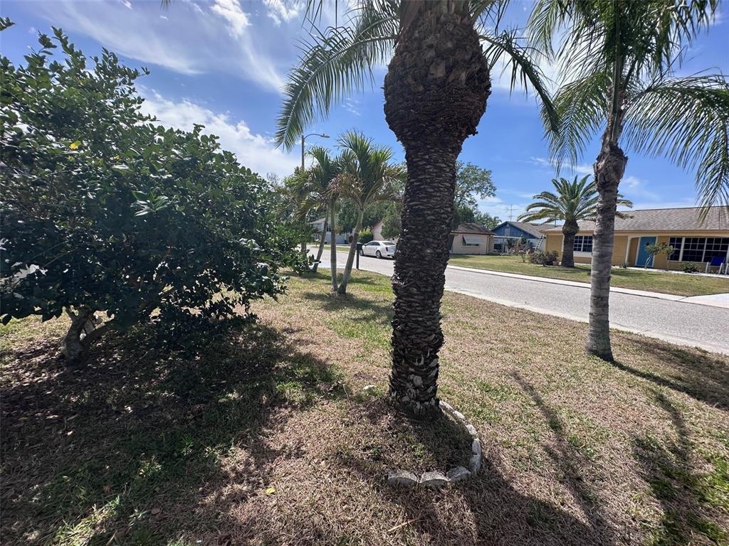 3542 Delta Place Holiday, FL 34691 - Photo 11 of 28 a view of a yard with plants