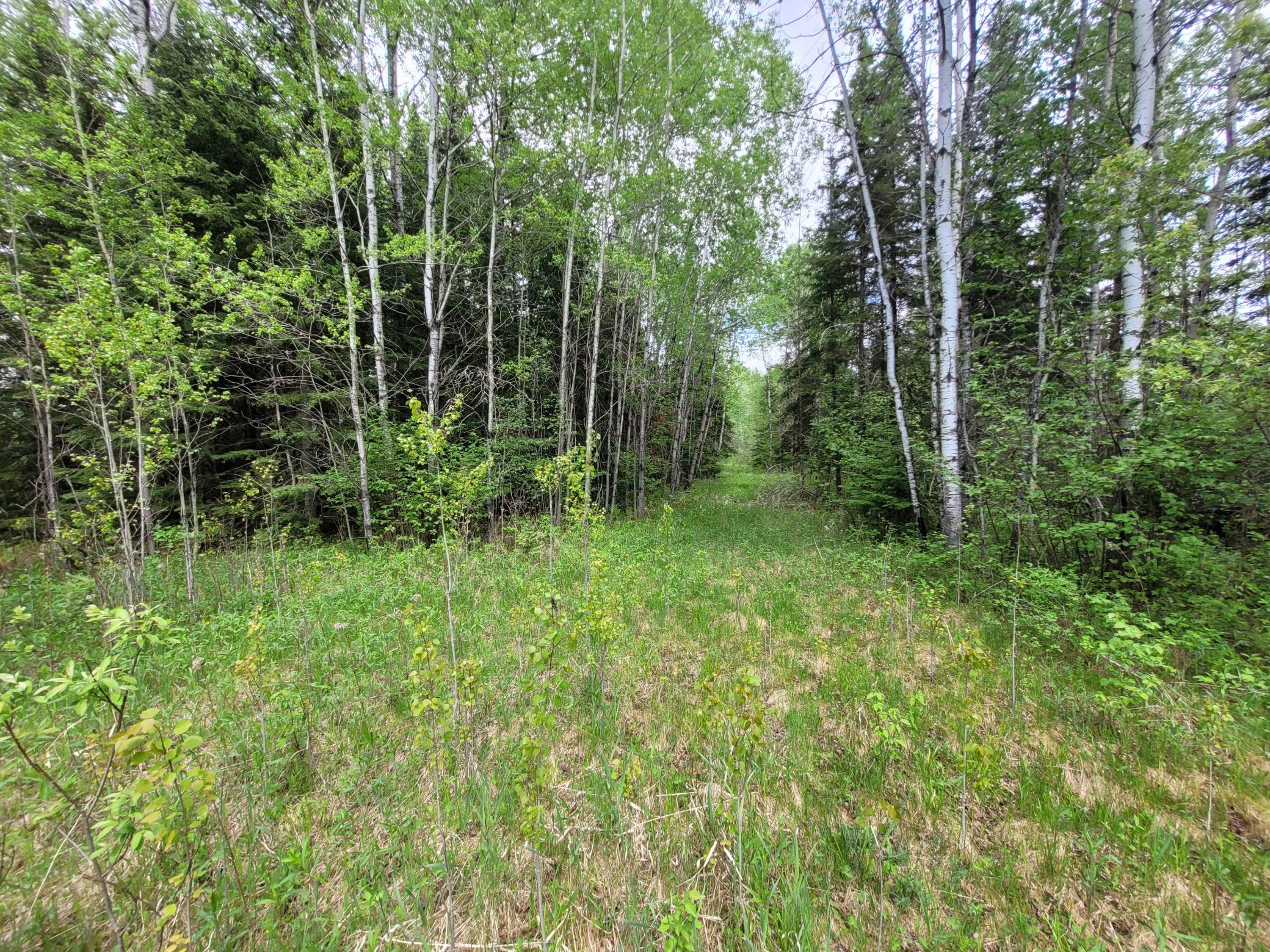 68232 County Road 547 Cook, MN 55723 - Photo 6 of 16