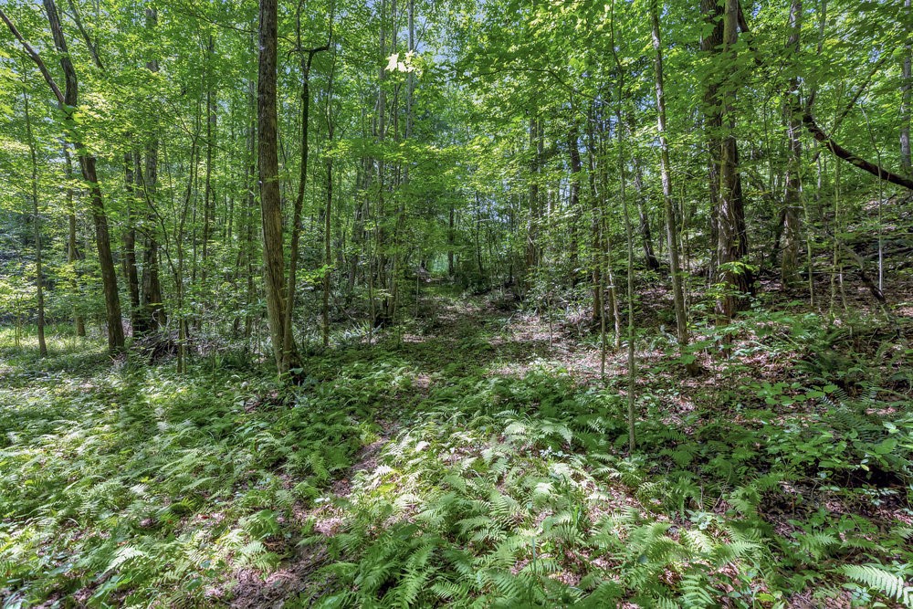 0 Marble Branch Trail Walhalla, SC 29691 - Photo 22 of 47