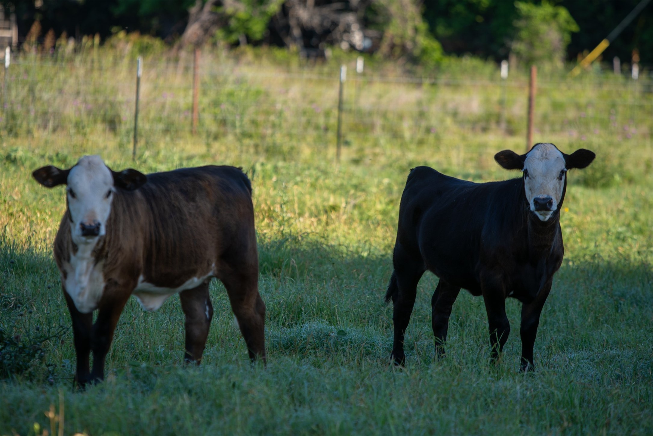 0 Straws Mill Road Gatesville, TX 76528 - Photo 18 of 40