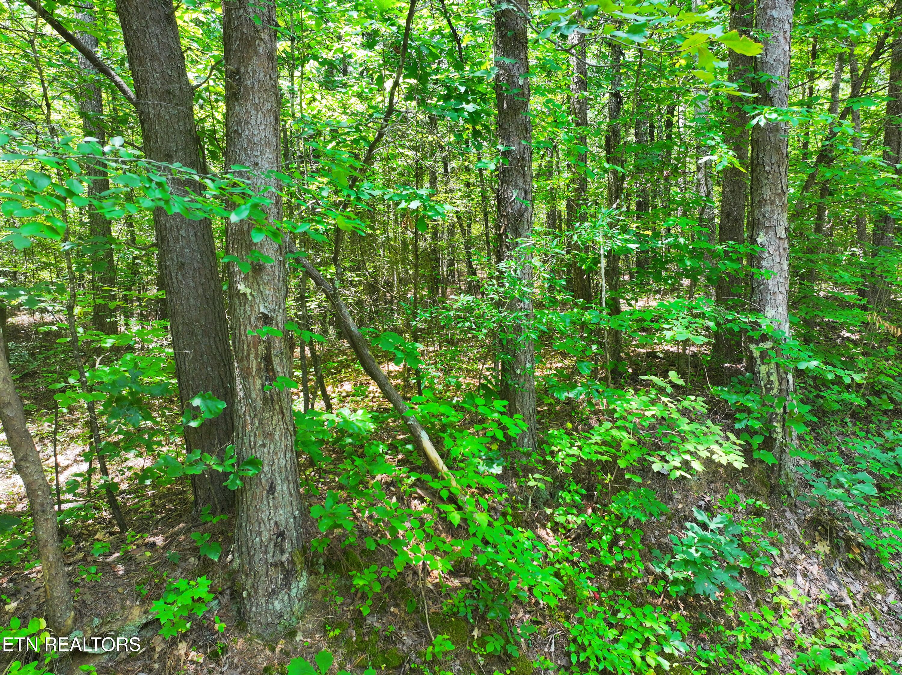 545 Ridge Road Madisonville, TN 37354 - Photo 4 of 7 dji_fly_20260622_055830_0758_17820945439