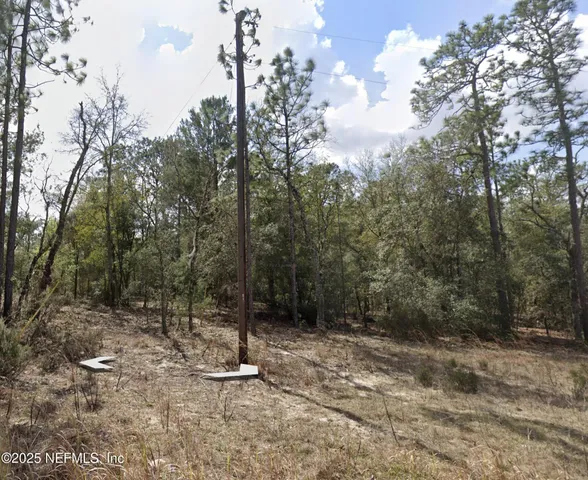 a view of a forest with a tree