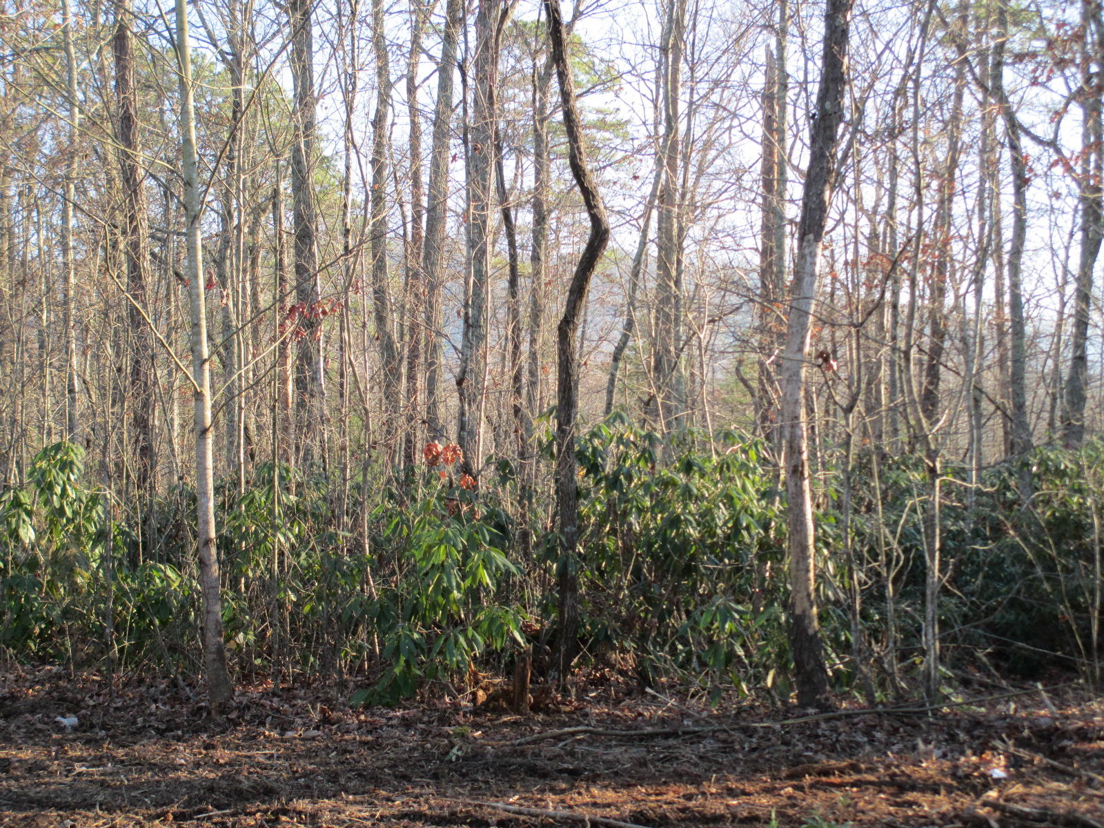 0 Bill Martin Road, Unit 21 Afton, TN 37616 - Photo 6 of 9 IMG_0832