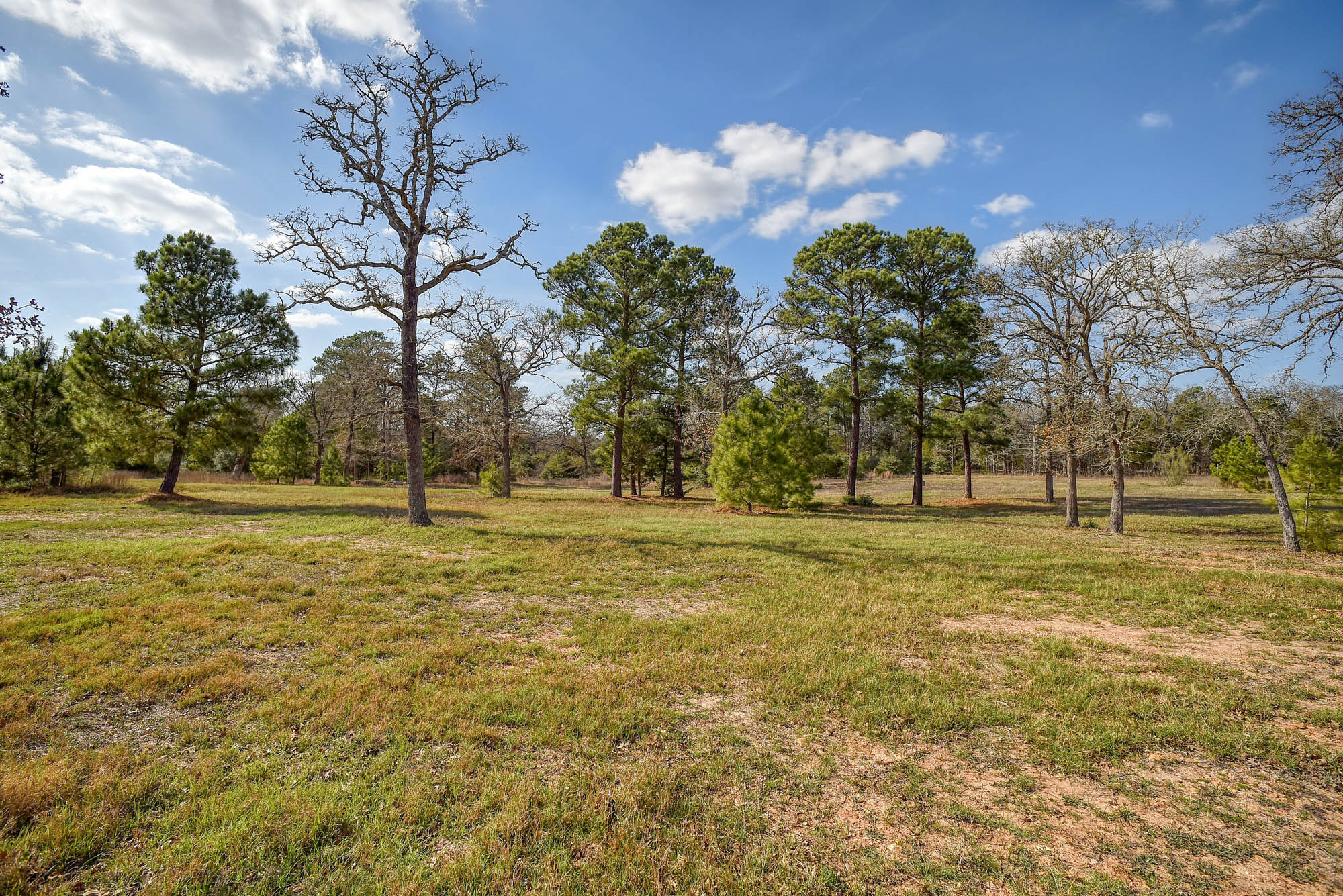 552 South Old Potato Road Paige, TX 78659 - Photo 34 of 40 a view of yard with trees