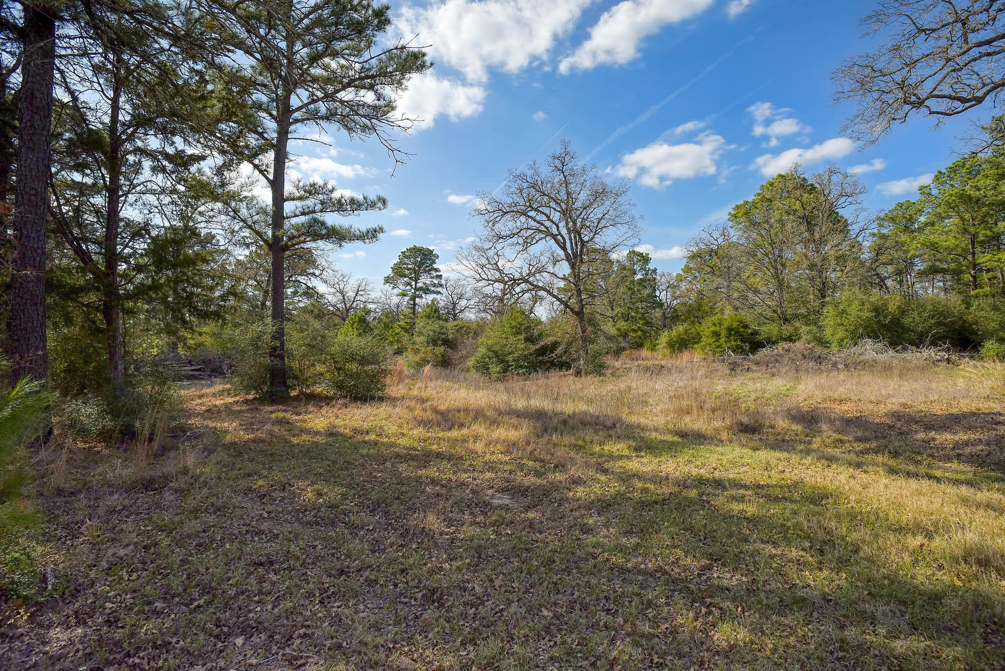 552 South Old Potato Road Paige, TX 78659 - Photo 38 of 40 a view of a yard with an trees