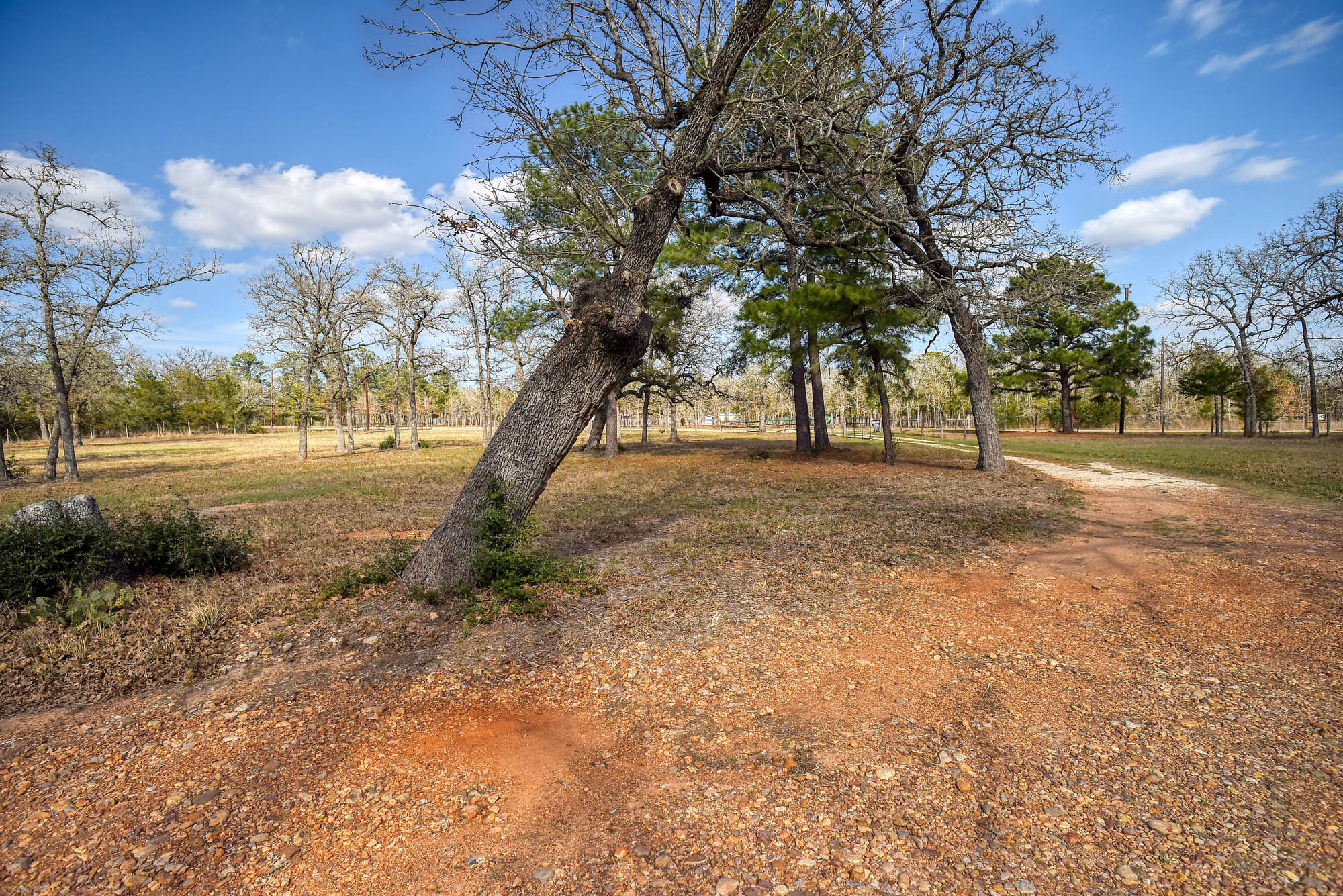 552 South Old Potato Road Paige, TX 78659 - Photo 5 of 40 a view of dirt yard with a tree