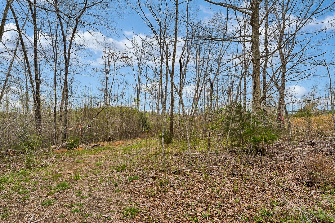 376 Ozone Road Monroe, TN 38573 - Photo 1 of 12 a view of backyard with green space
