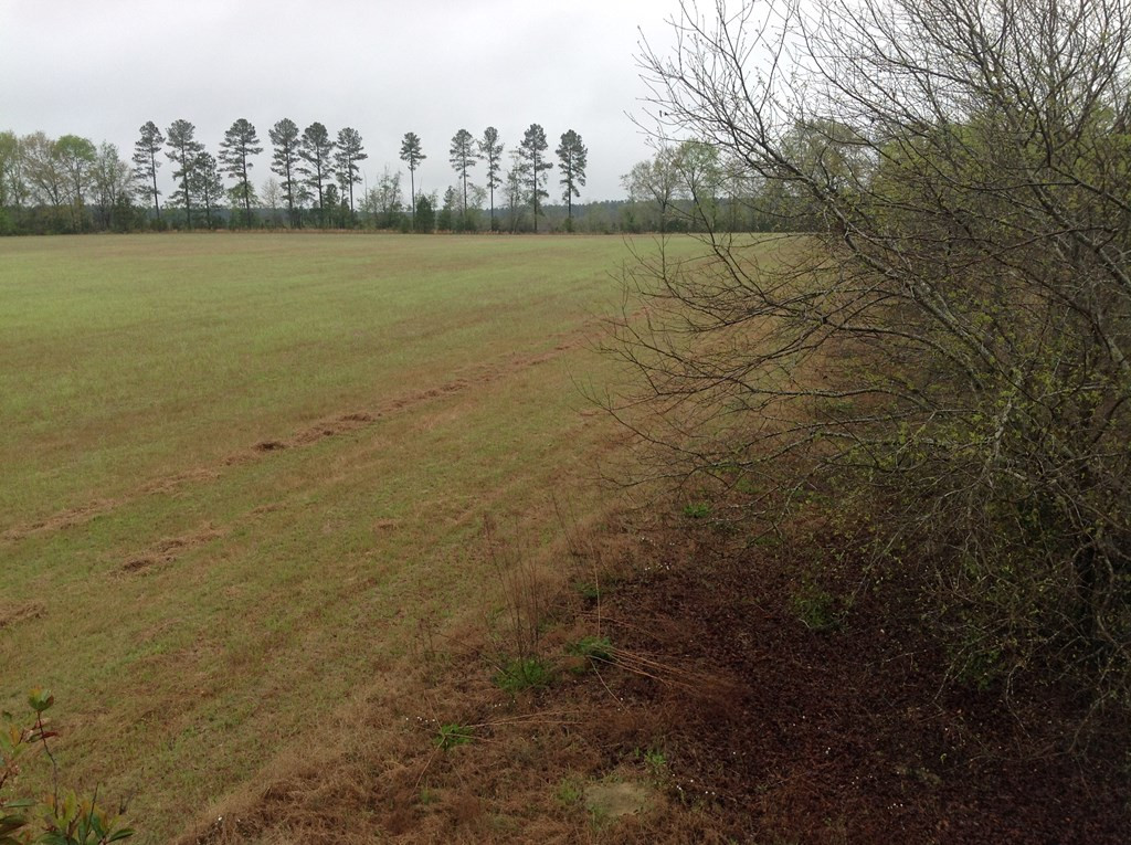 Tbd Tbd Dixie Road South Wagener, SC 29164 - Photo 12 of 25