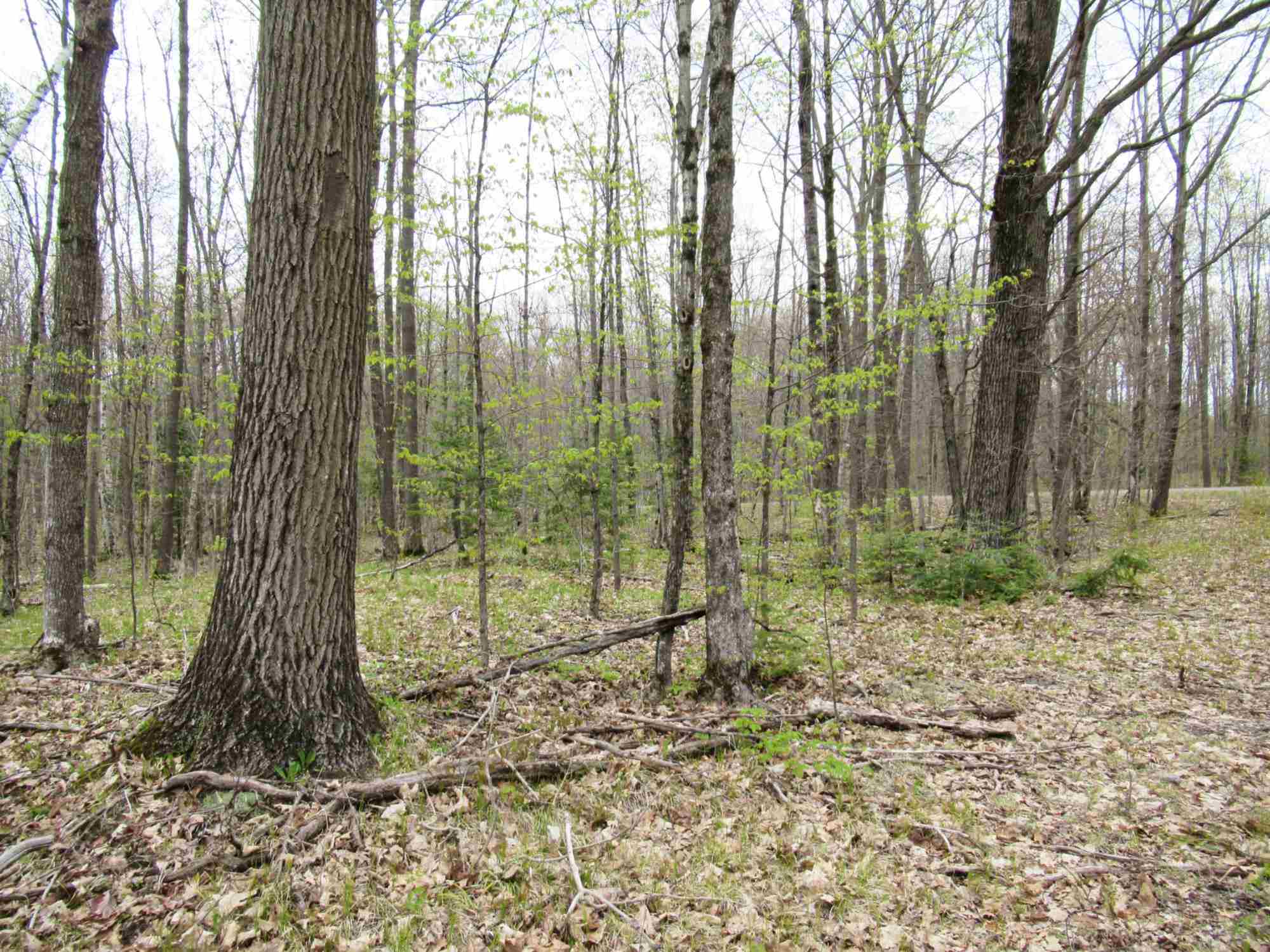 16 Forest Edge Road Westboro, WI 54490 - Photo 1 of 1