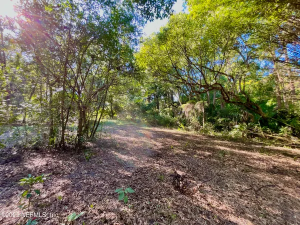 a view of a forest with trees in the background