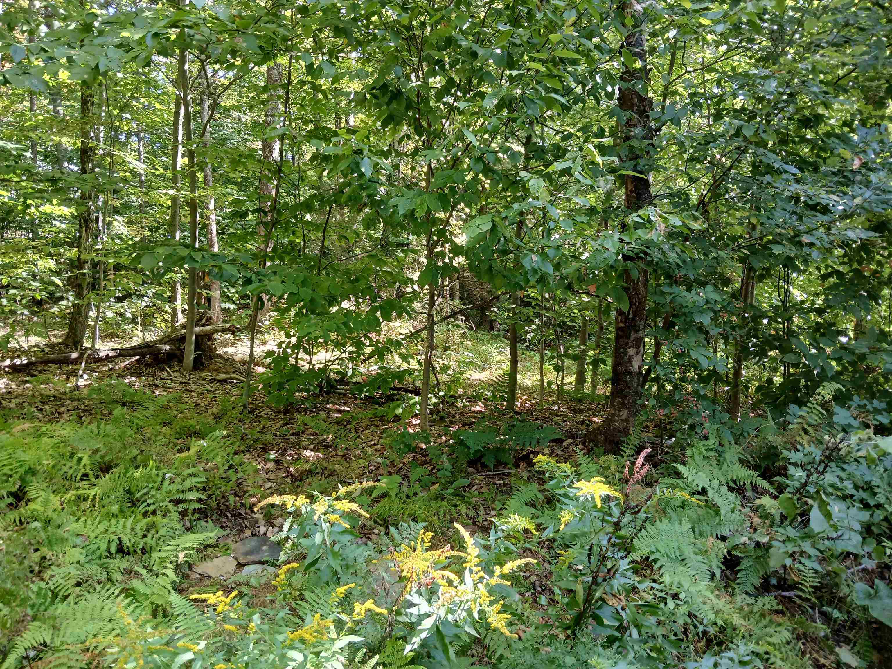 550 Mt View Loop Rochester, VT 05767 - Photo 31 of 32