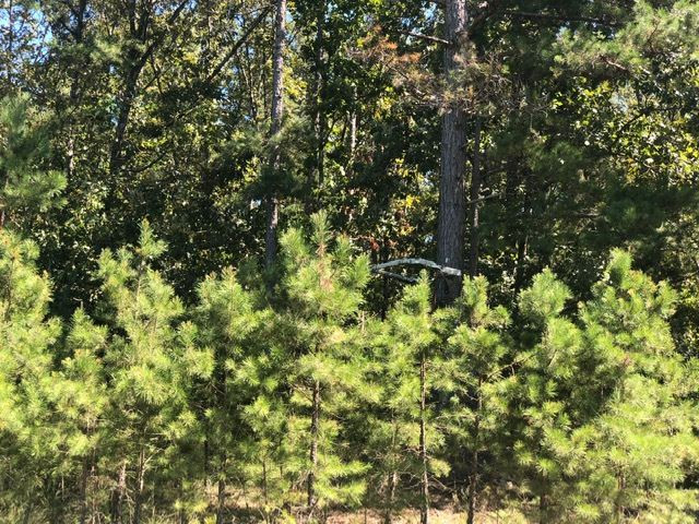 0 Arl Bailey Road Finger, TN 38340 - Photo 11 of 13 a view of a tree