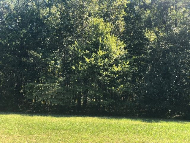 0 Arl Bailey Road Finger, TN 38340 - Photo 3 of 13 a view of a yard