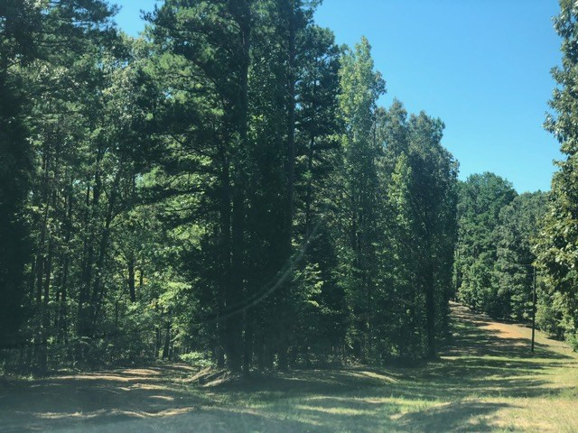 0 Arl Bailey Road Finger, TN 38340 - Photo 4 of 13 a view of a fountain in middle of a forest