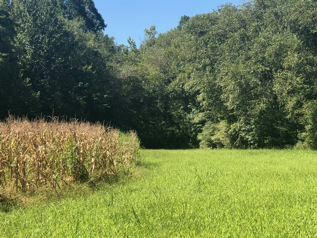 0 Arl Bailey Road Finger, TN 38340 - Photo 7 of 13 a view of yard with trees