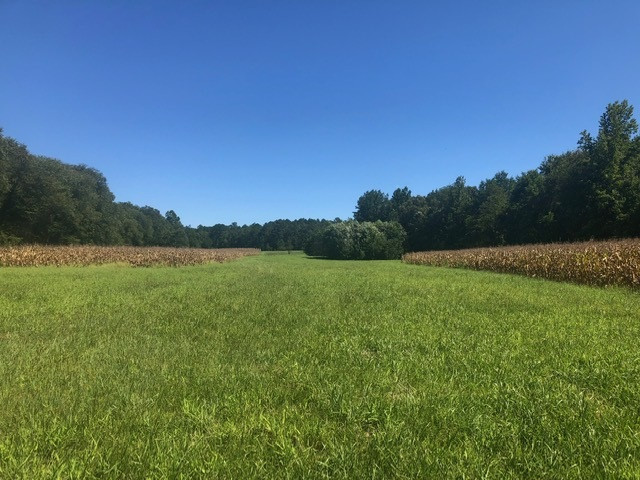 0 Arl Bailey Road Finger, TN 38340 - Photo 8 of 13 a view of a lake with a yard