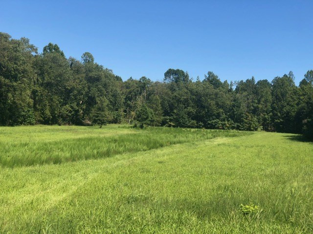 0 Arl Bailey Road Finger, TN 38340 - Photo 10 of 13 a view of a grassy field with trees in the background
