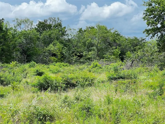 a view of a garden with a tree