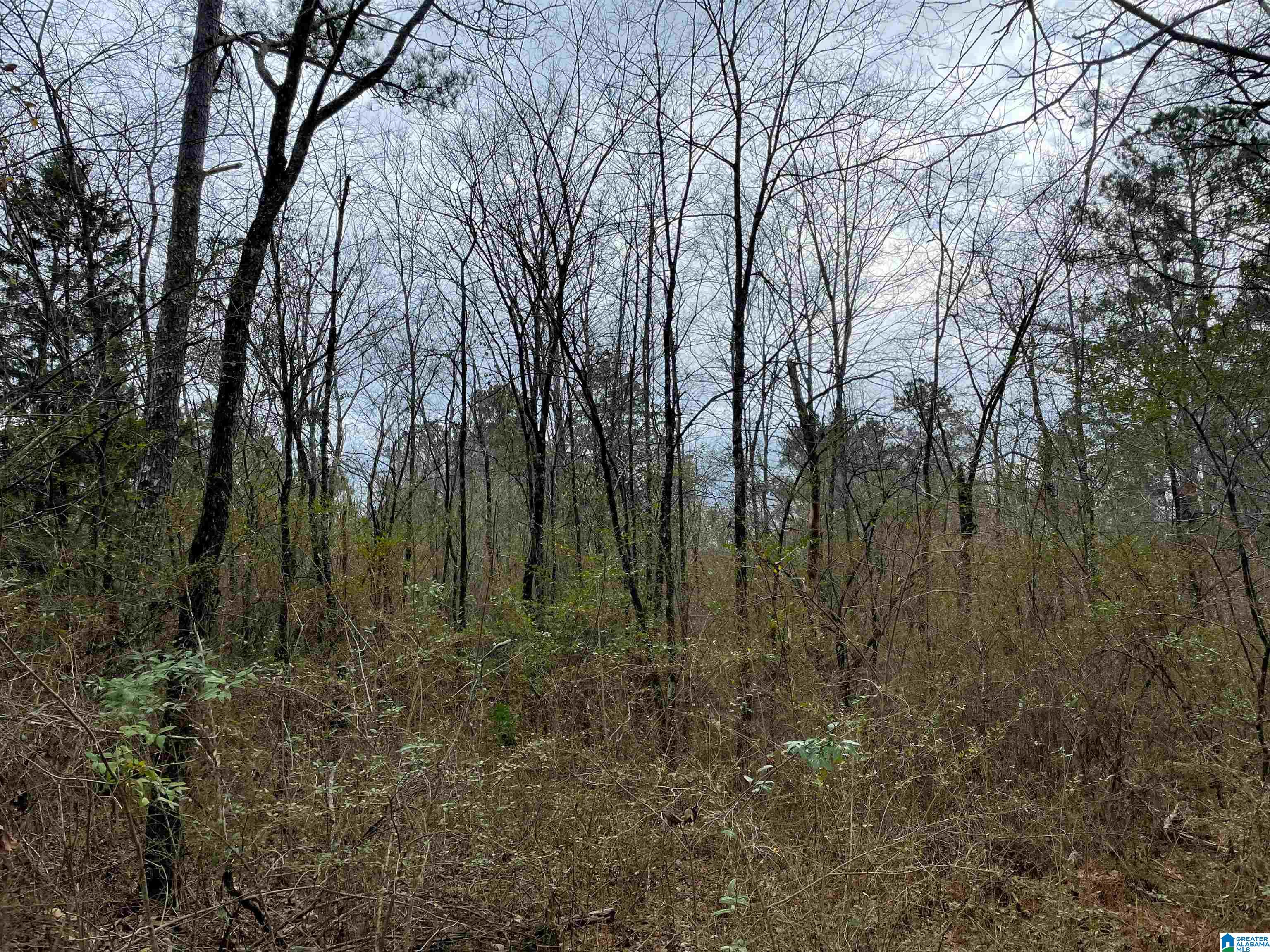 0 Clevet Springs Road, Unit 2 24 ACRES Hayden, AL 35079 - Photo 5 of 8