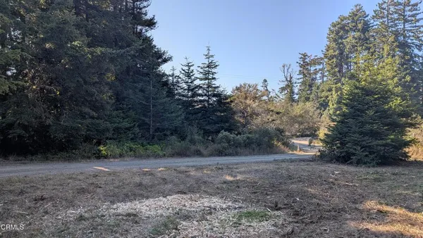a view of a forest with trees in the background