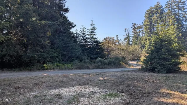 a view of a forest with trees in the background