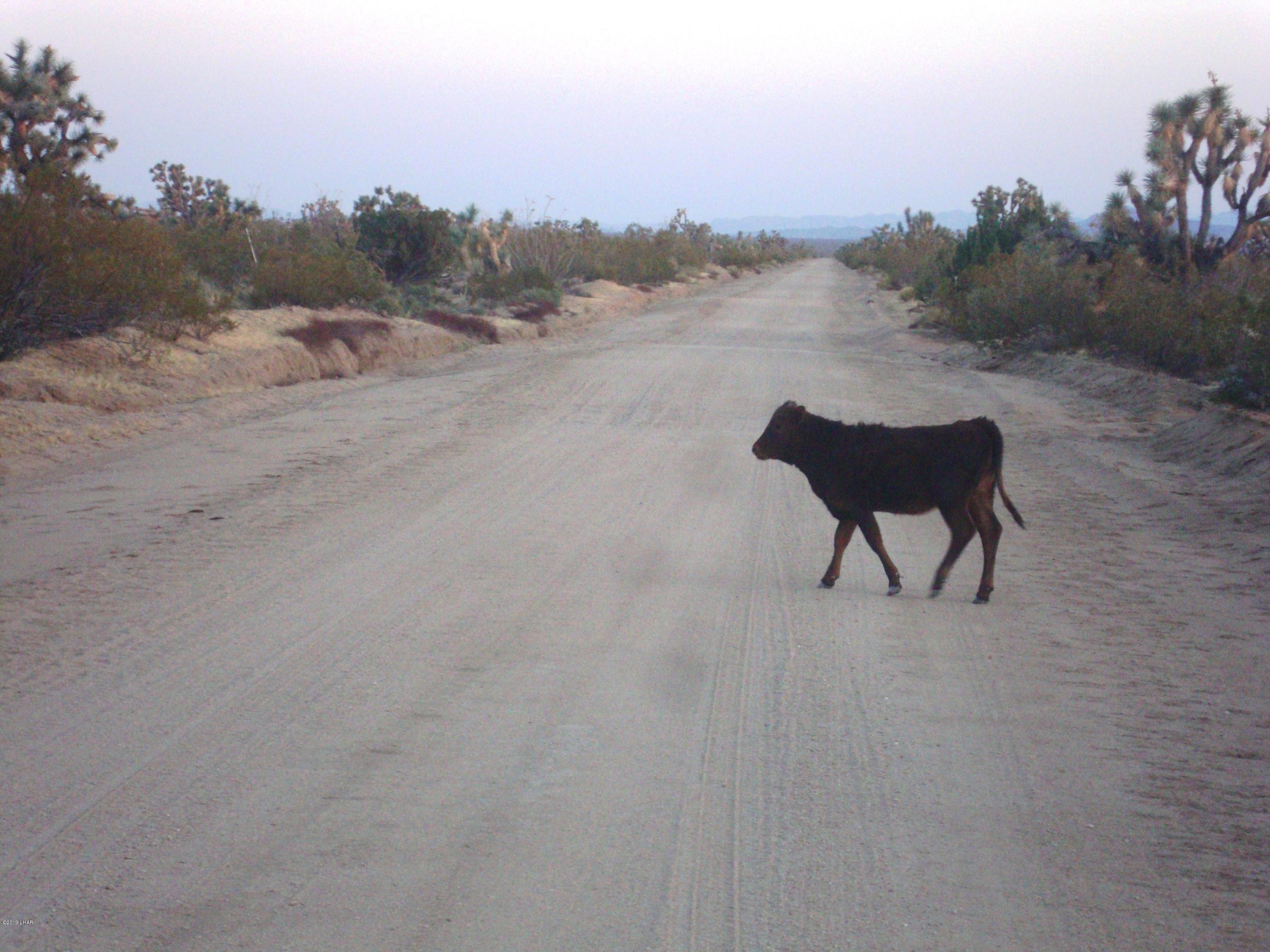 2546 South Javalina Road Yucca, AZ 86438 - Photo 21 of 26 Free range Cattle