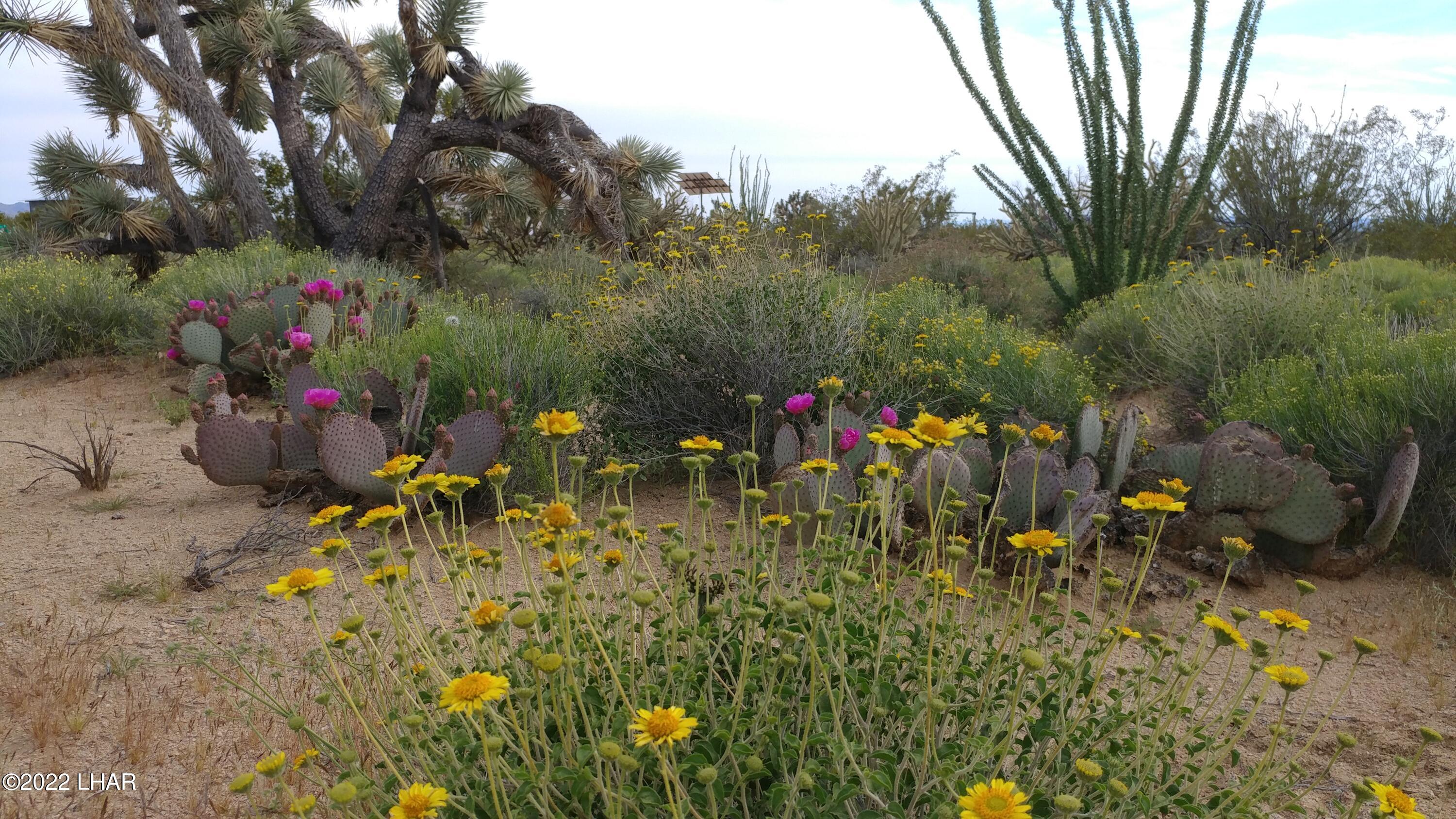 2546 South Javalina Road Yucca, AZ 86438 - Photo 10 of 26 After the rain the desert blooms
