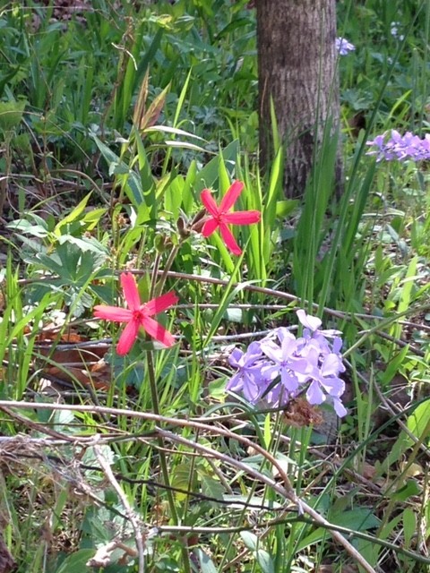 399 Coaling Road Charlotte, TN 37036 - Photo 22 of 32 a pink flowers in front of flowers
