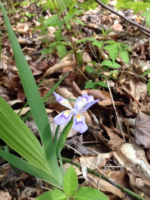 399 Coaling Road Charlotte, TN 37036 - Photo 23 of 32