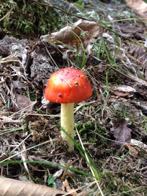 399 Coaling Road Charlotte, TN 37036 - Photo 25 of 32 a view of a backyard of a house with a tree
