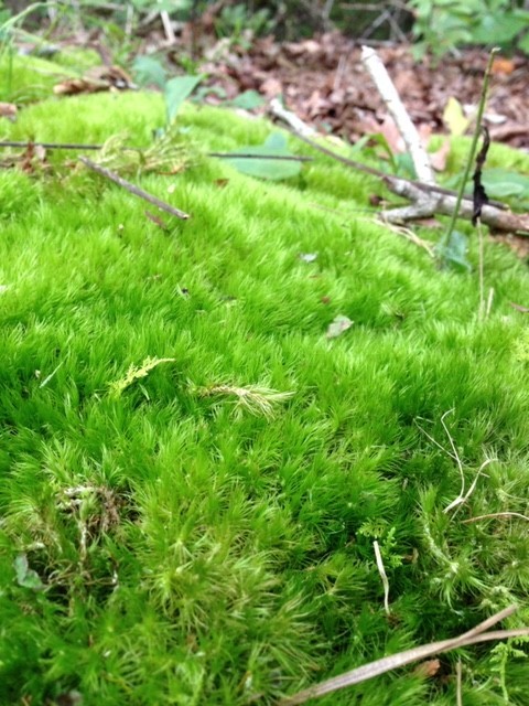399 Coaling Road Charlotte, TN 37036 - Photo 26 of 32 a view of a yard with a tree