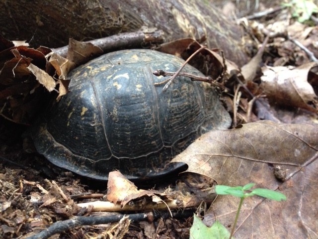 399 Coaling Road Charlotte, TN 37036 - Photo 27 of 32 a backyard of a house