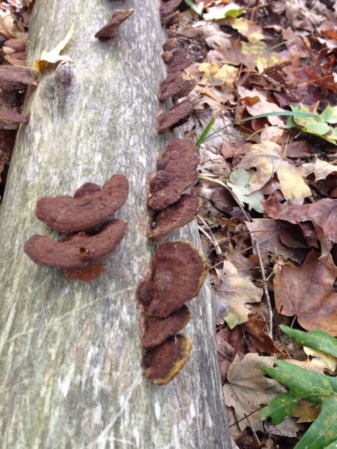399 Coaling Road Charlotte, TN 37036 - Photo 28 of 32 a view of a backyard of a house