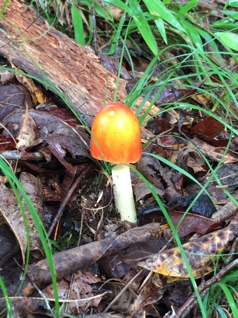 399 Coaling Road Charlotte, TN 37036 - Photo 29 of 32 a view of a backyard
